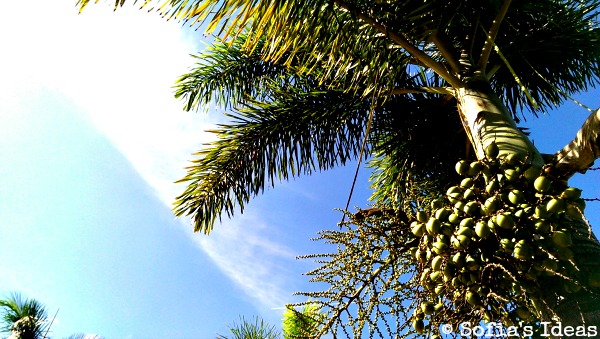 palm tree.winter in tropics.SofiasIdeas